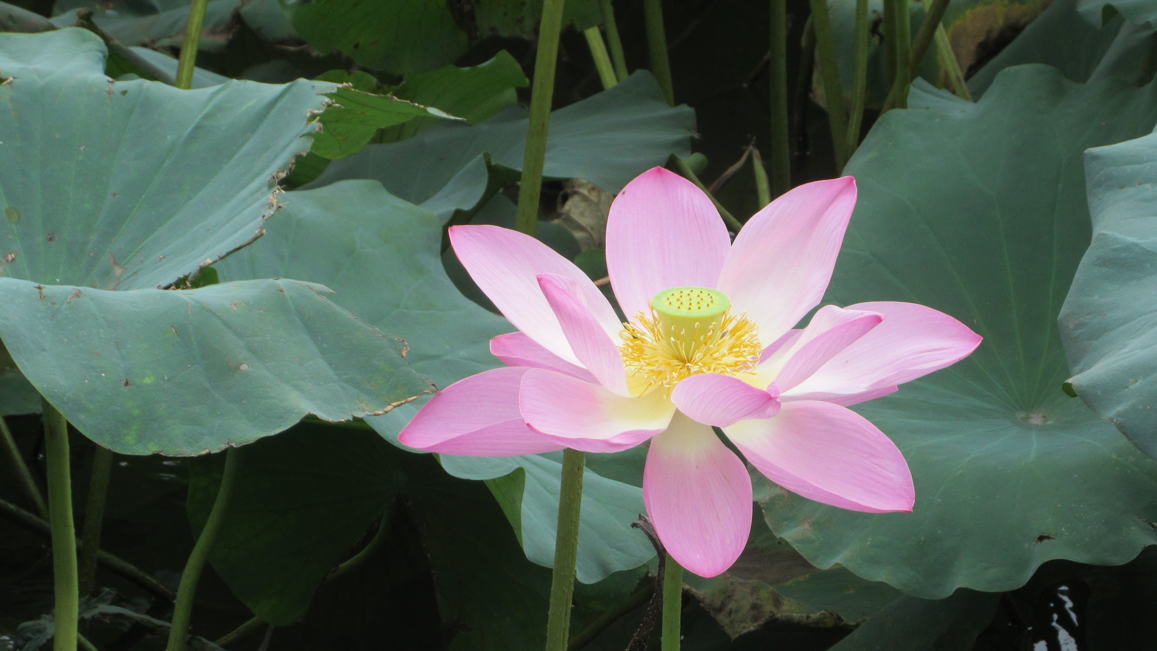 Featured image of post Hello World